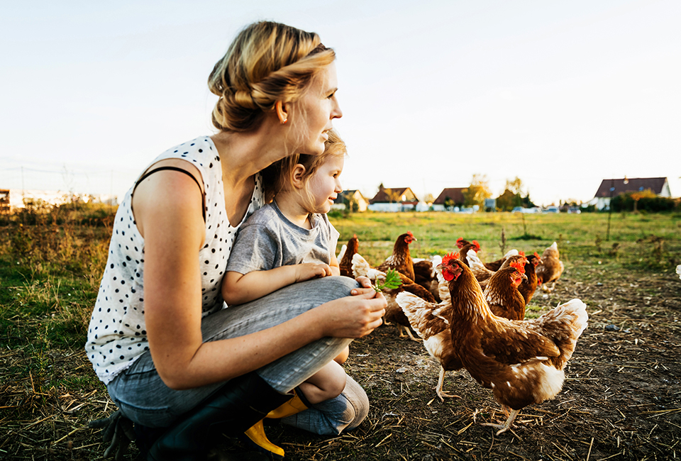Mum and daughter feeding chickens
