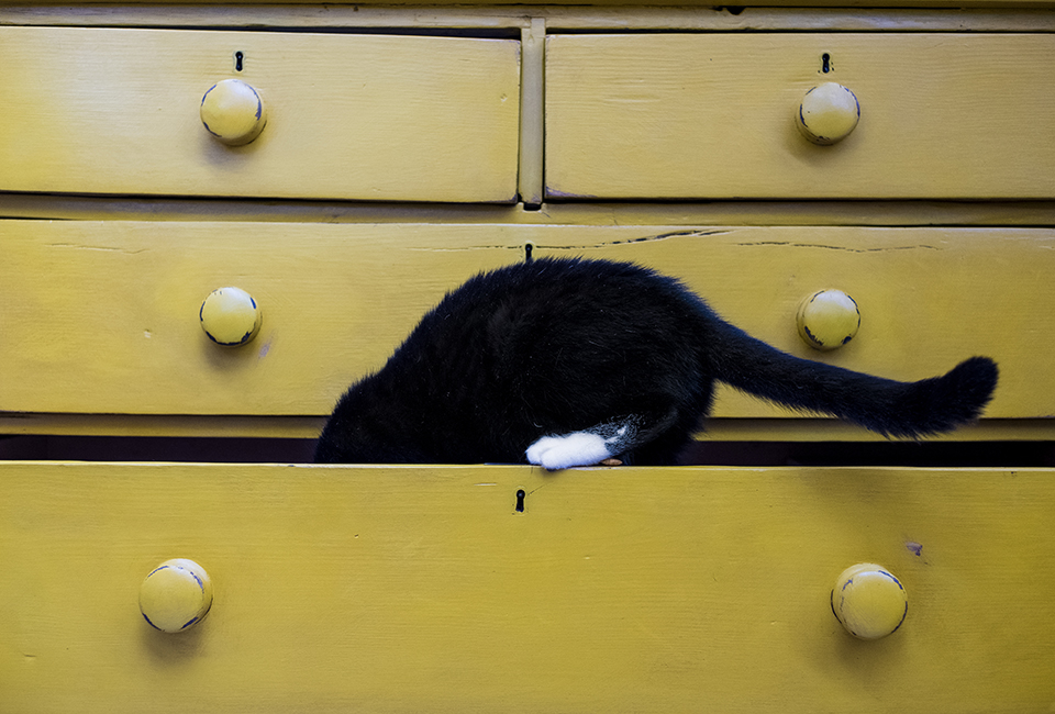 Cat in drawers