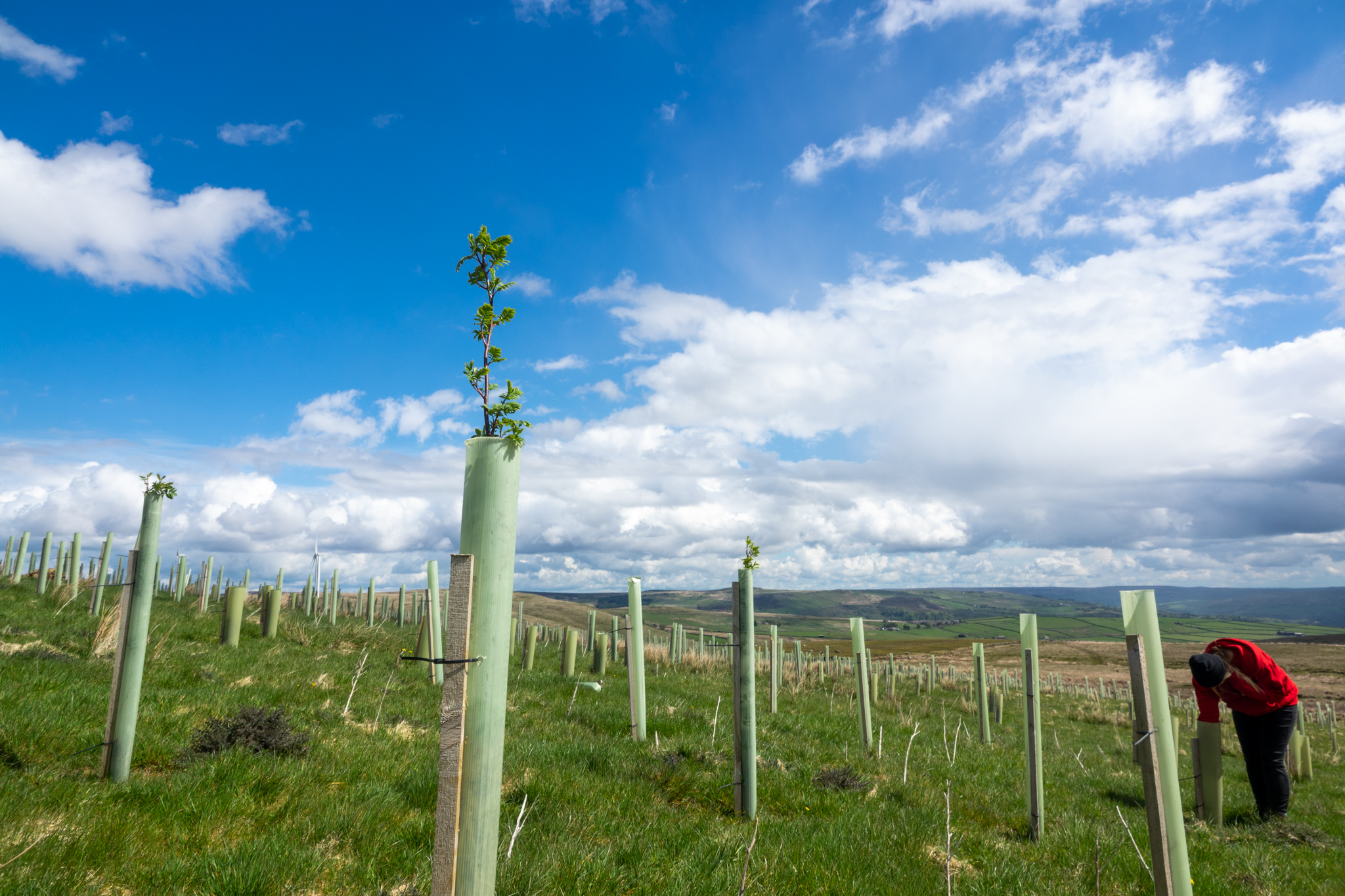 Trees growing at Gorpley reservoir