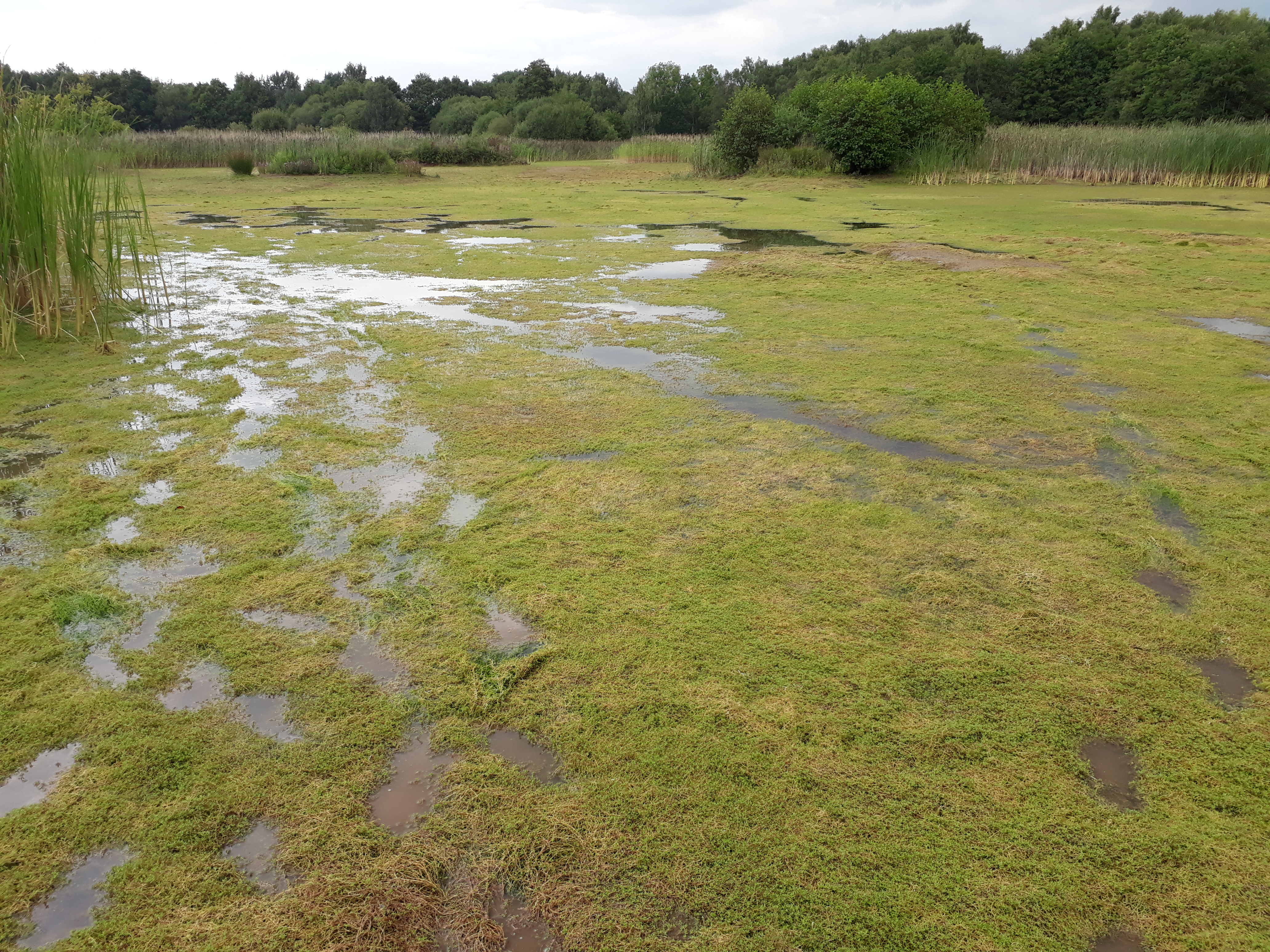 Partnership to release Crassula mites to tackle invasive non-native species