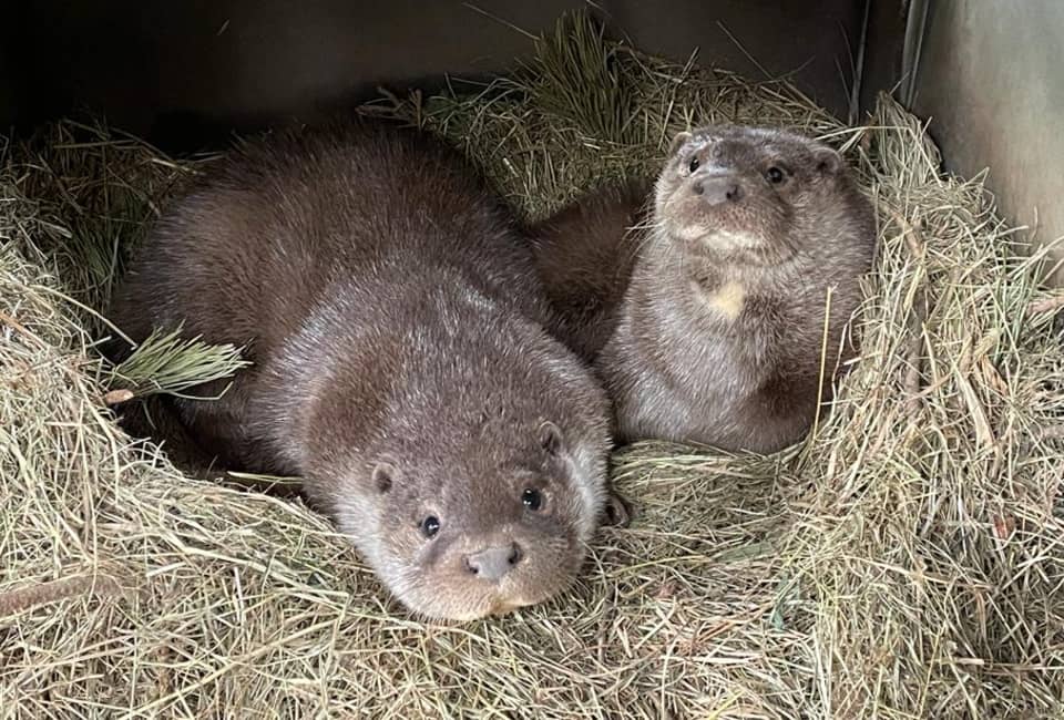 Baby otters, Buddy and Holly