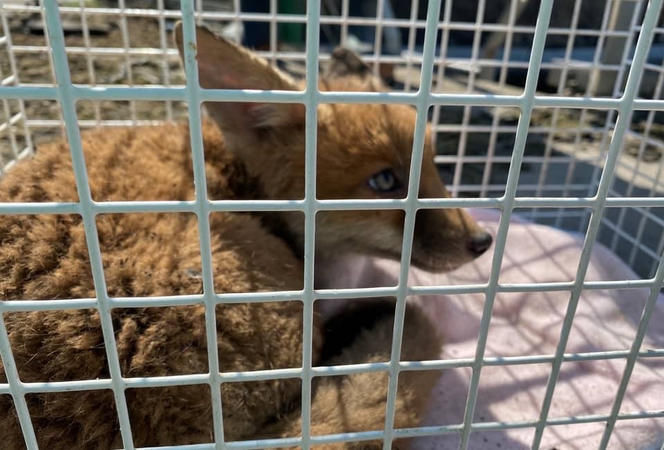 A fox cub in a carry cage