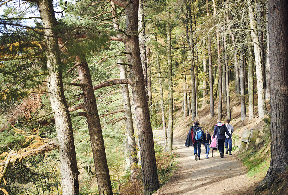 A woodland path at Langsett