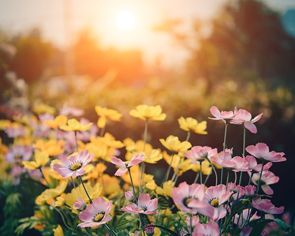 Flower bed