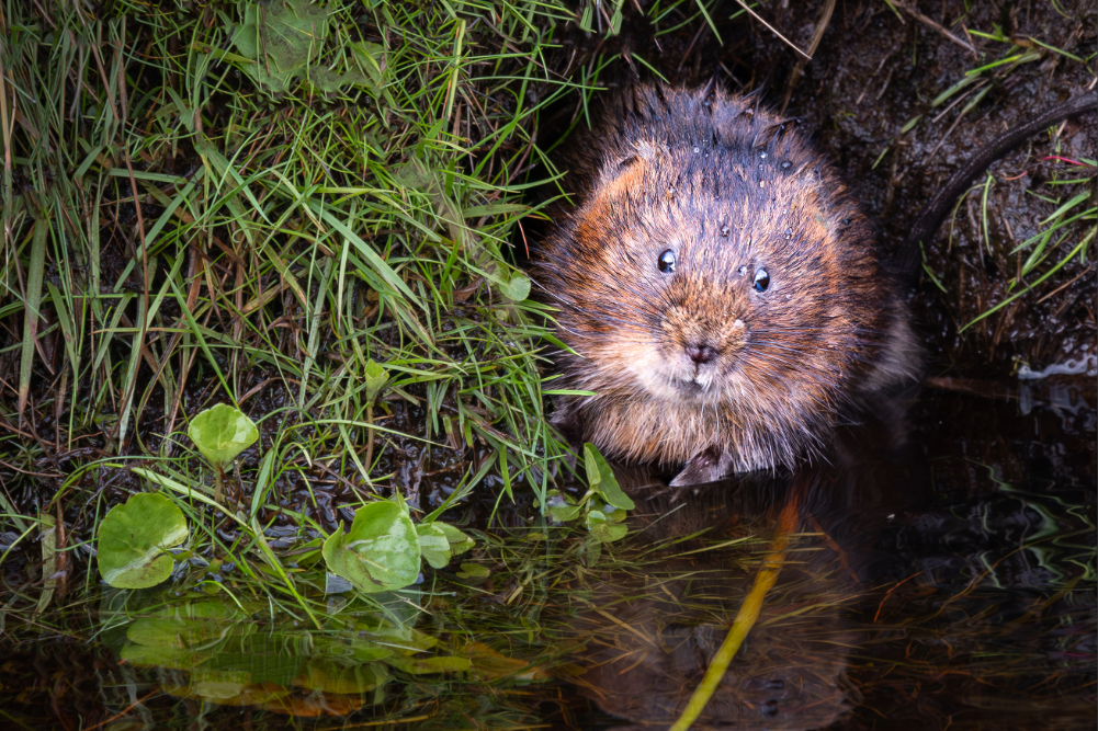 Close up picture of small brown water vole photo credit Eddie Sherwood. 