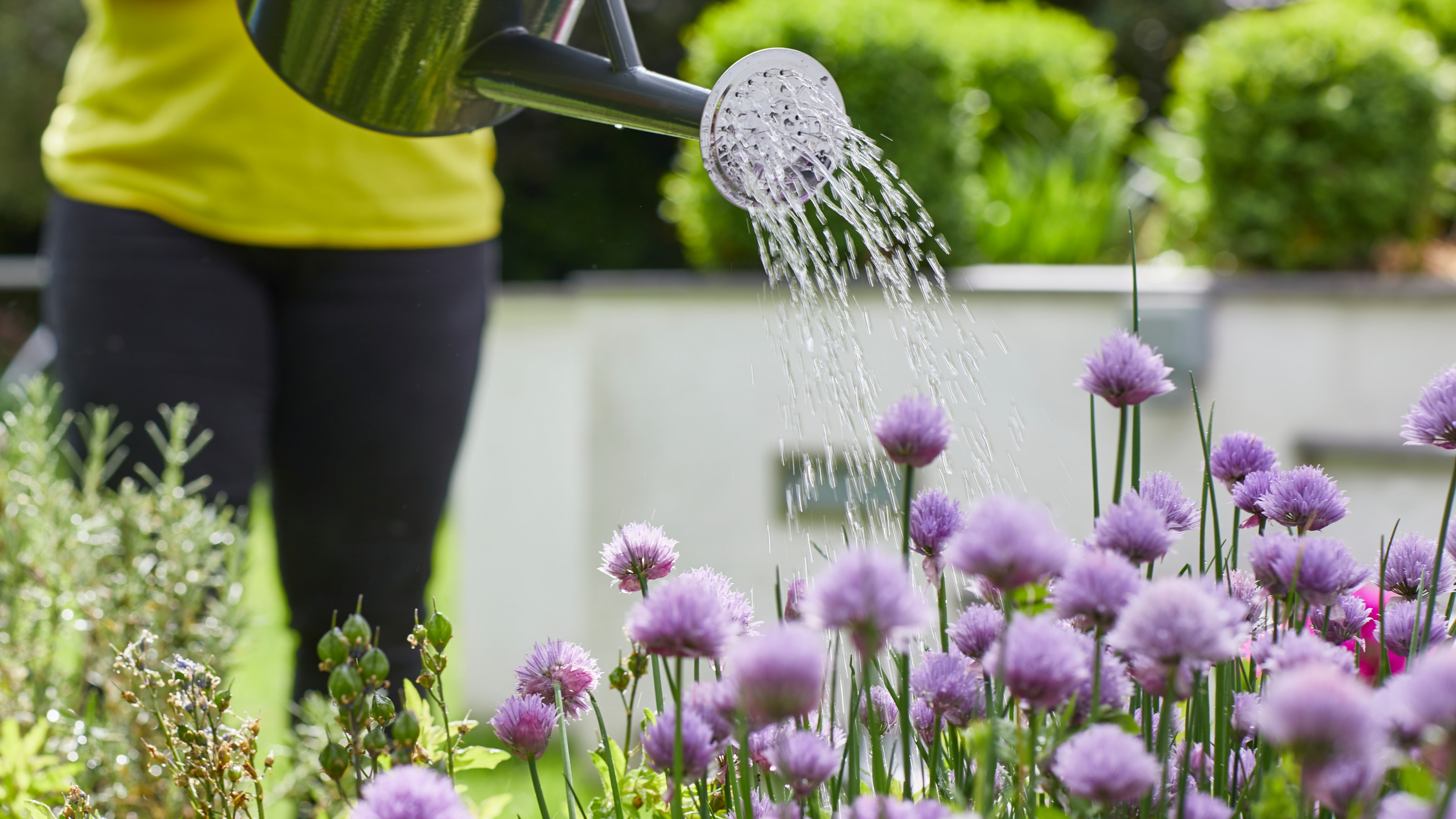 Watering plants