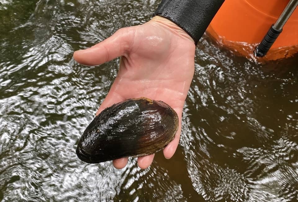 A pearl mussel being held out of the water on the River Esk