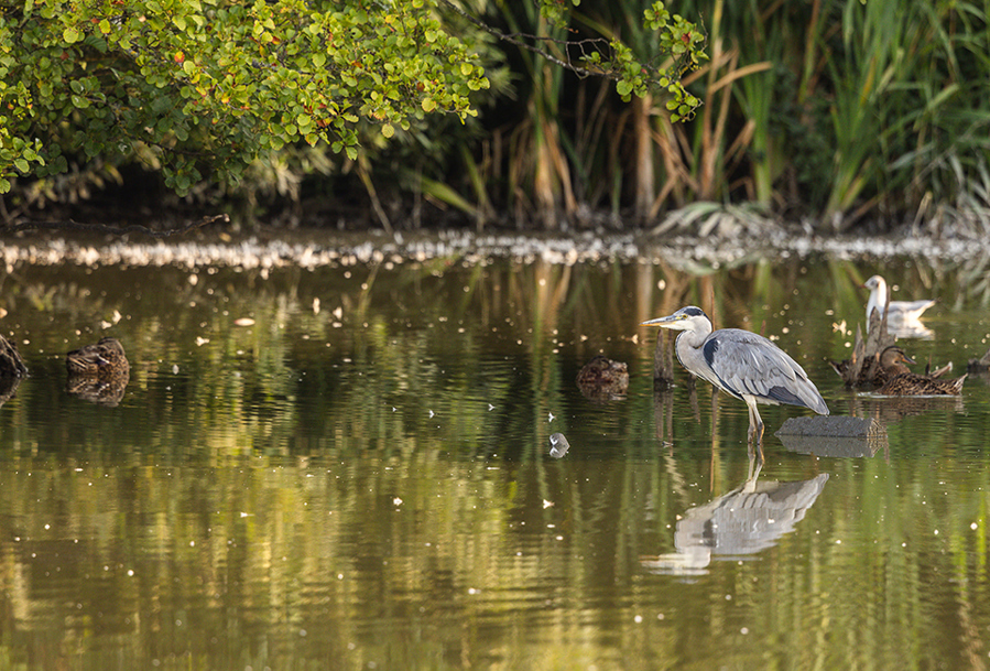 A heron, a gull and a duck resting in a country river.