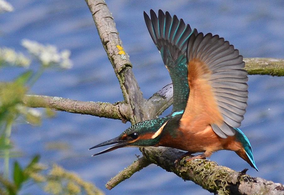 A Kingfisher spreading its wings
