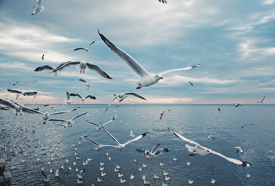 Sea gulls