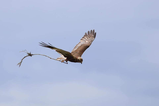 Bird at Tophill Low Nature Reserve 