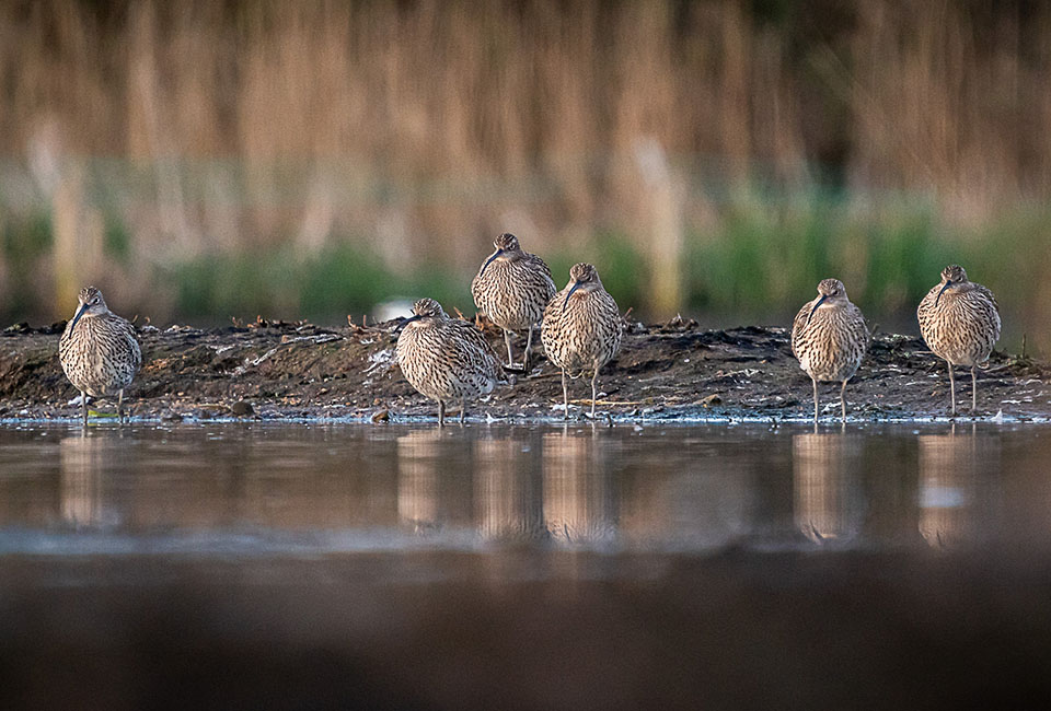 Groupd of curlew