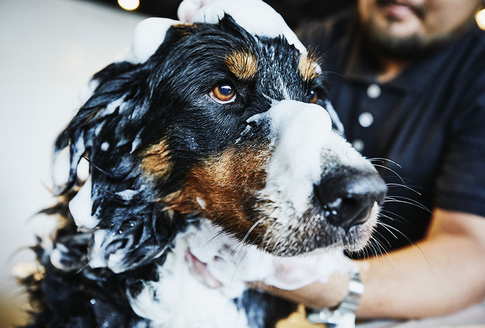 Dog having a bath