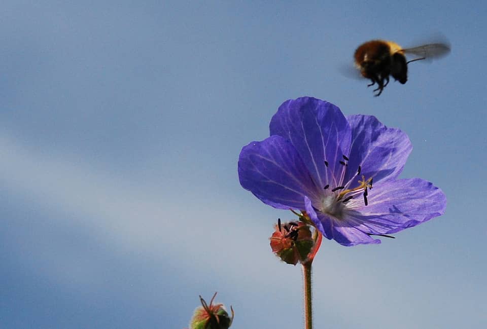 Bee in flight