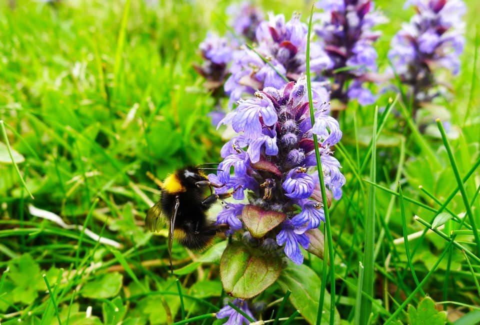 A bumblebee lands on a purple Field Scabious flower
