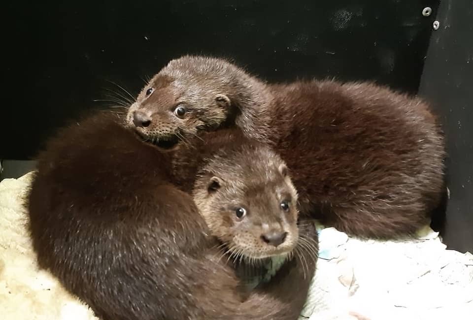 Two orphaned otters in their bed