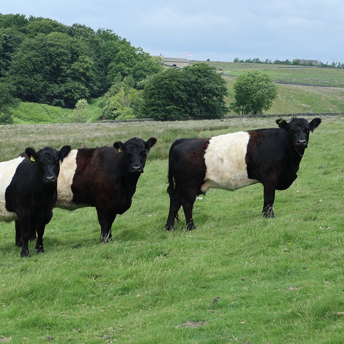 Belted Galloway Cattle