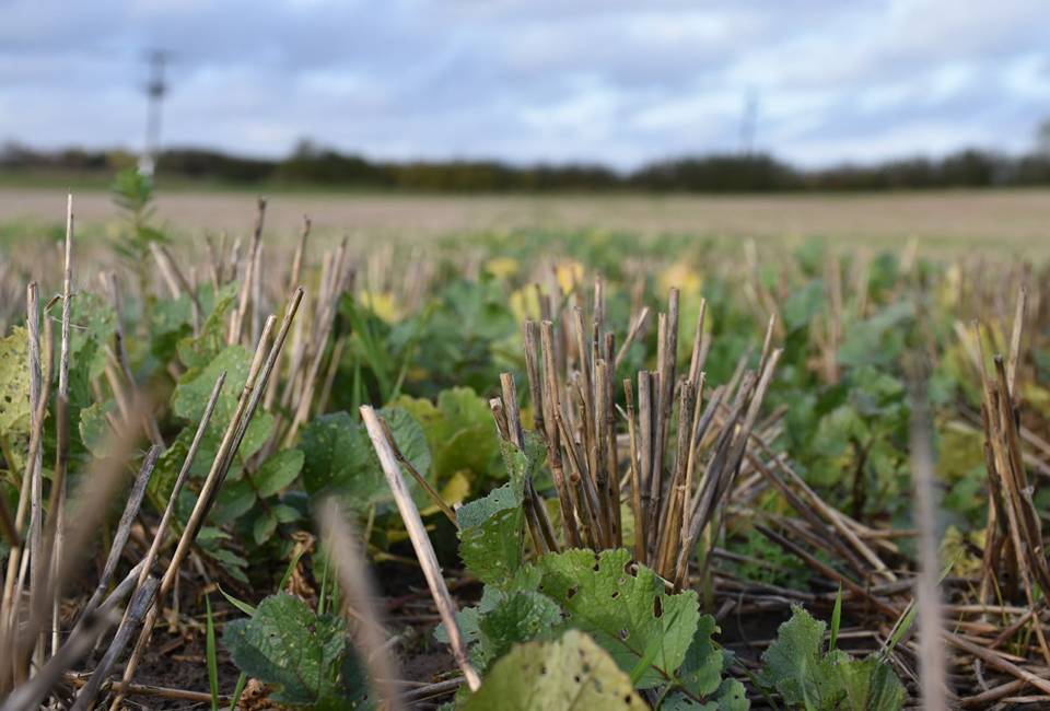 Pop up rainforest crops