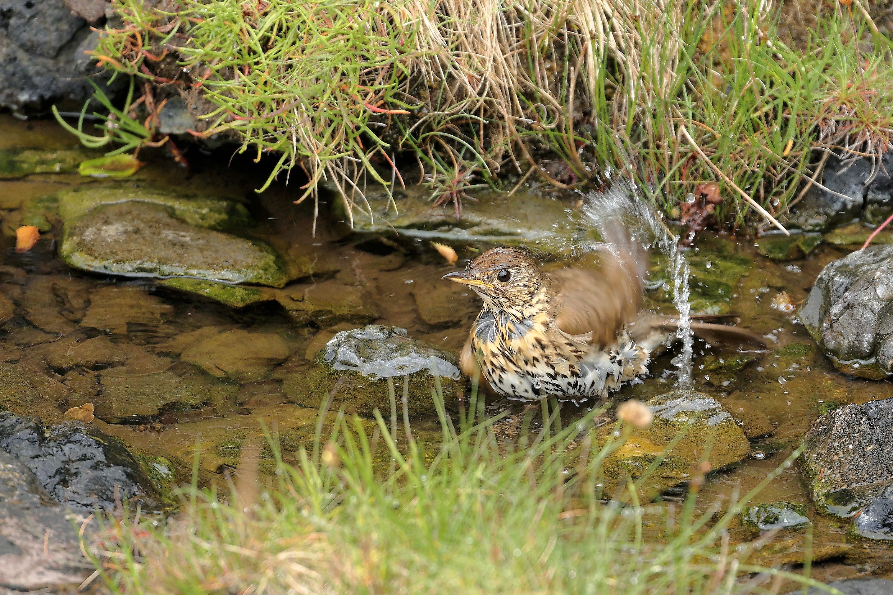 Song Thrush In Garden Pond. Credit Graeme Brook