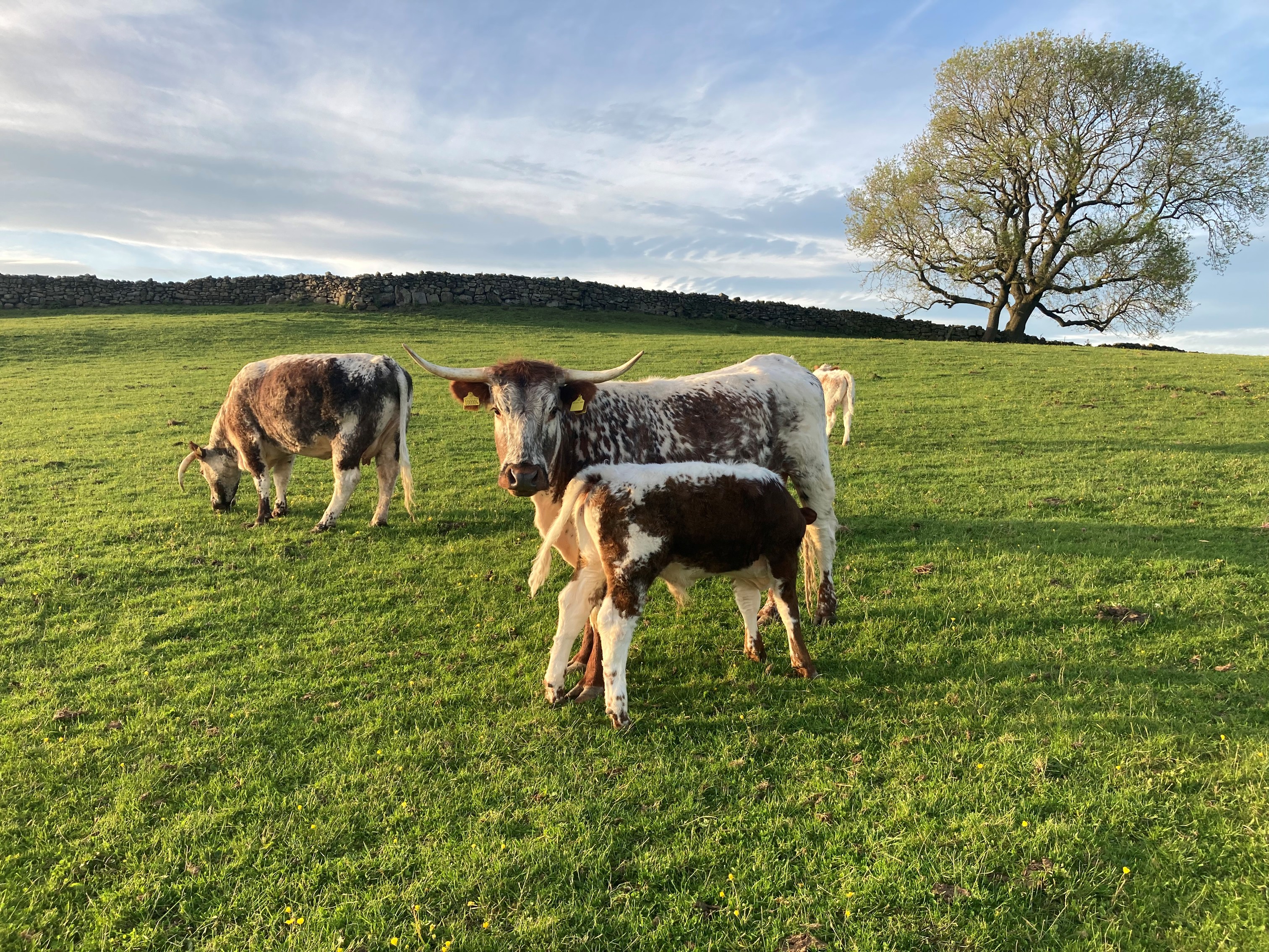 three long horn cattle in a green field under a blue sky
