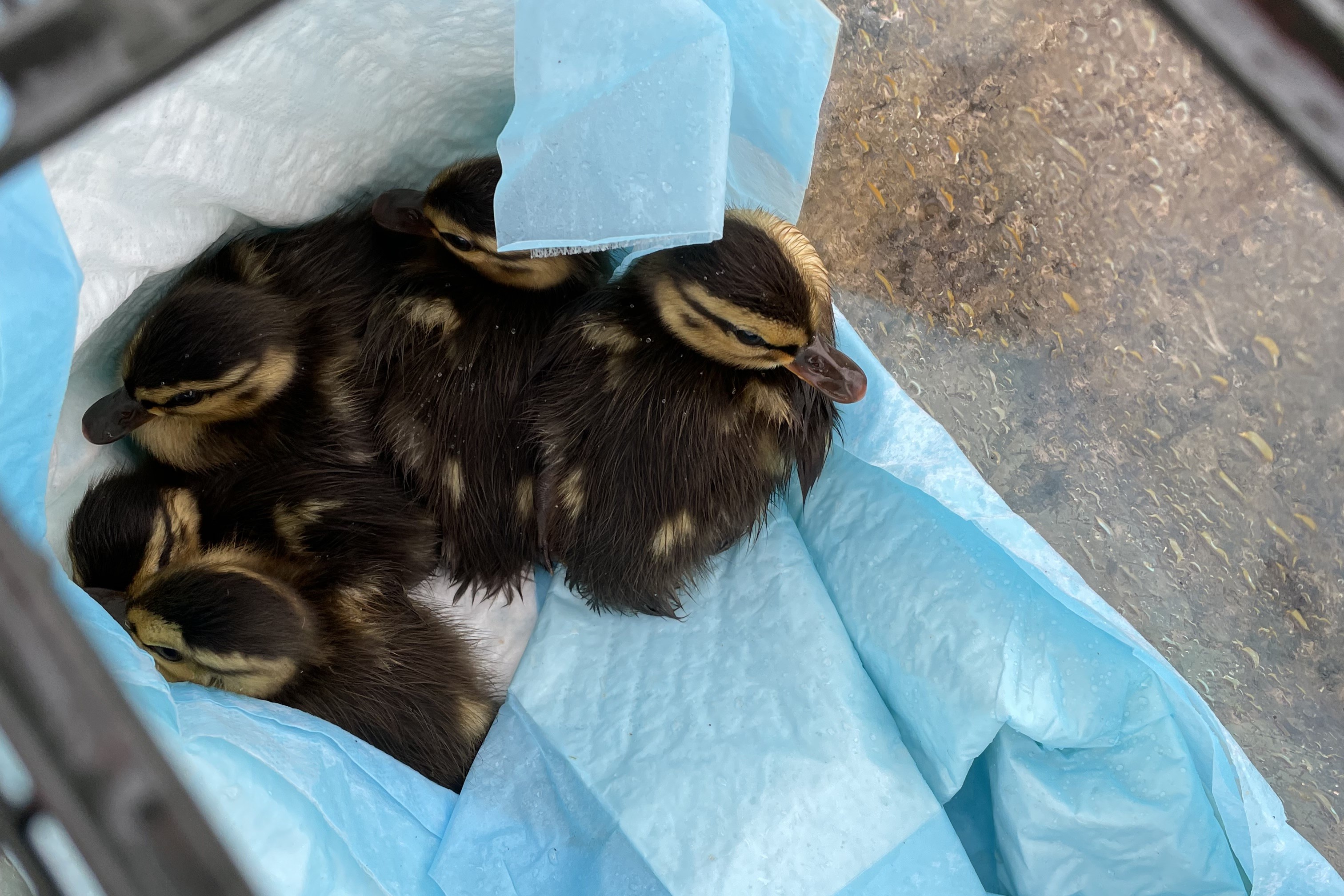 Ducklings