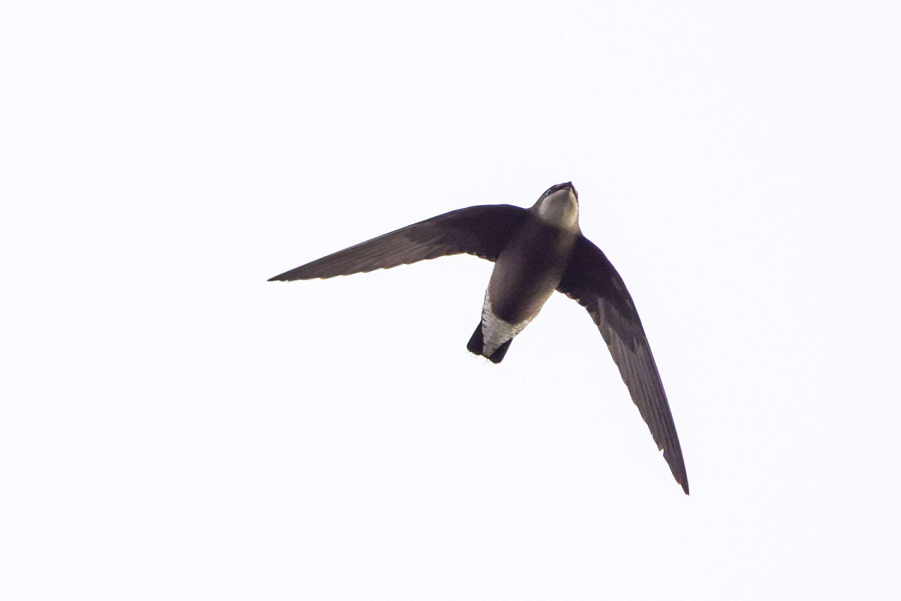 White-throated needletail