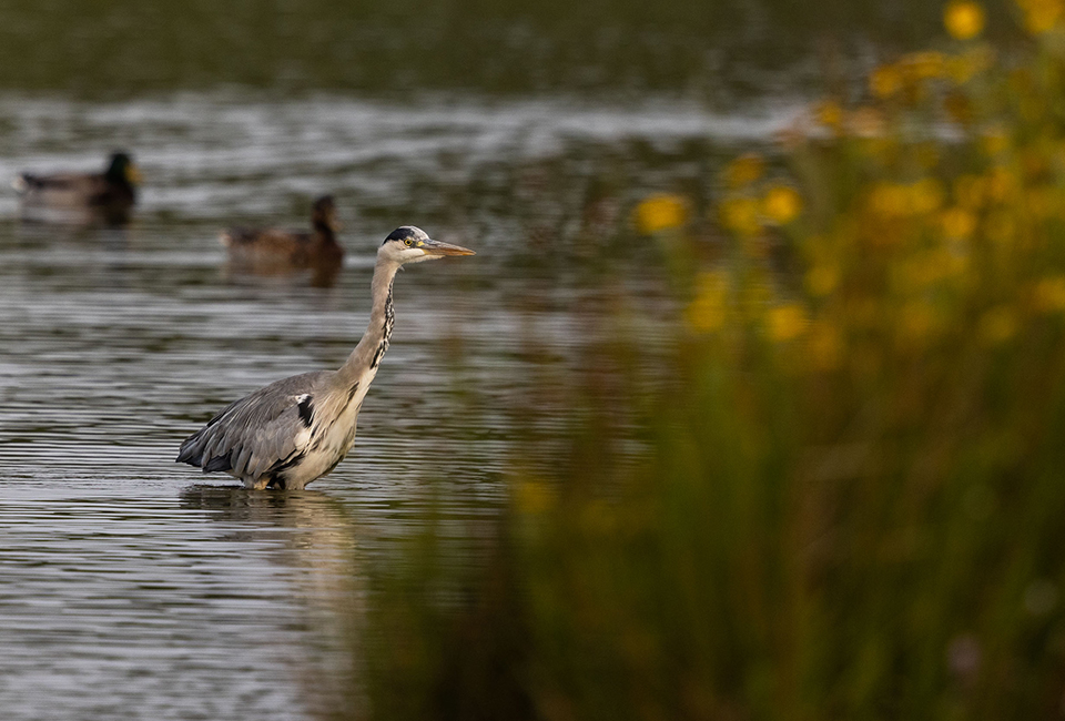duck swimming in stream