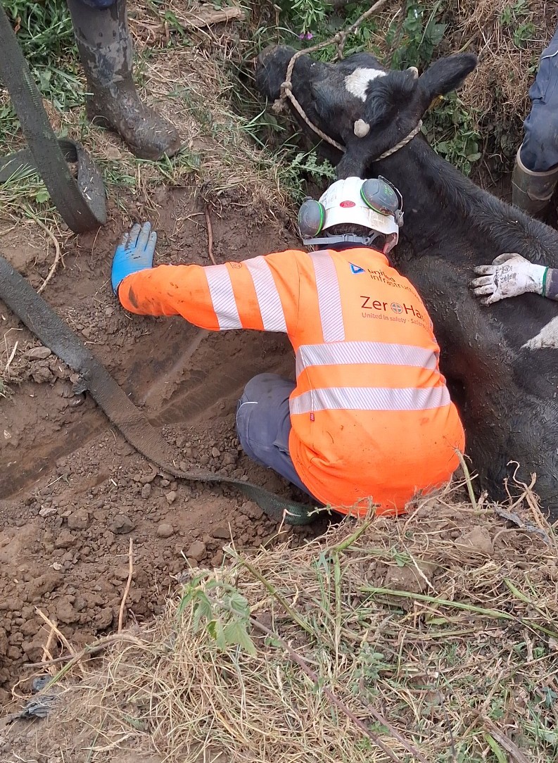 Cow Rescue 