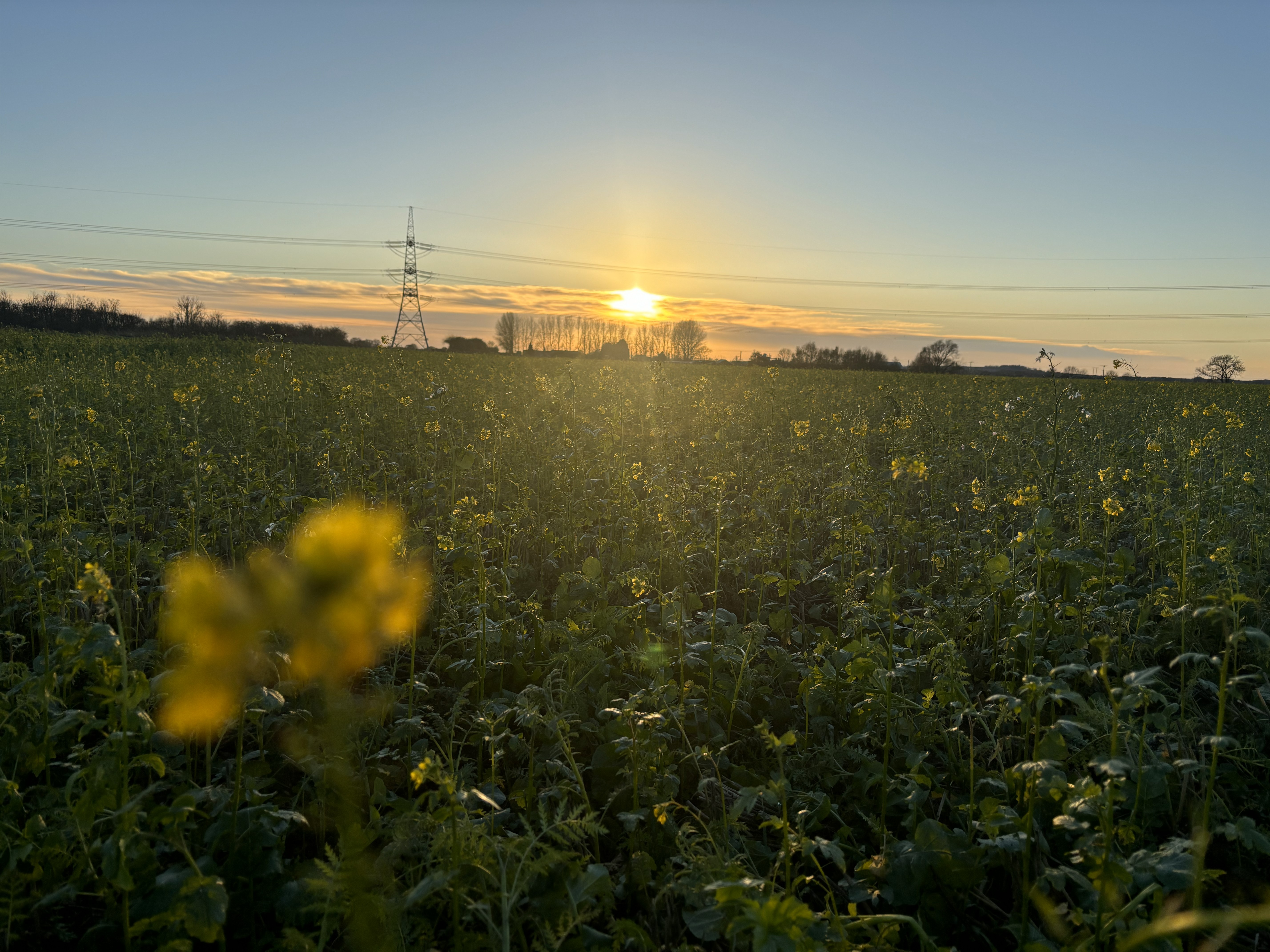 A green field in the foreground with a sunset in the background