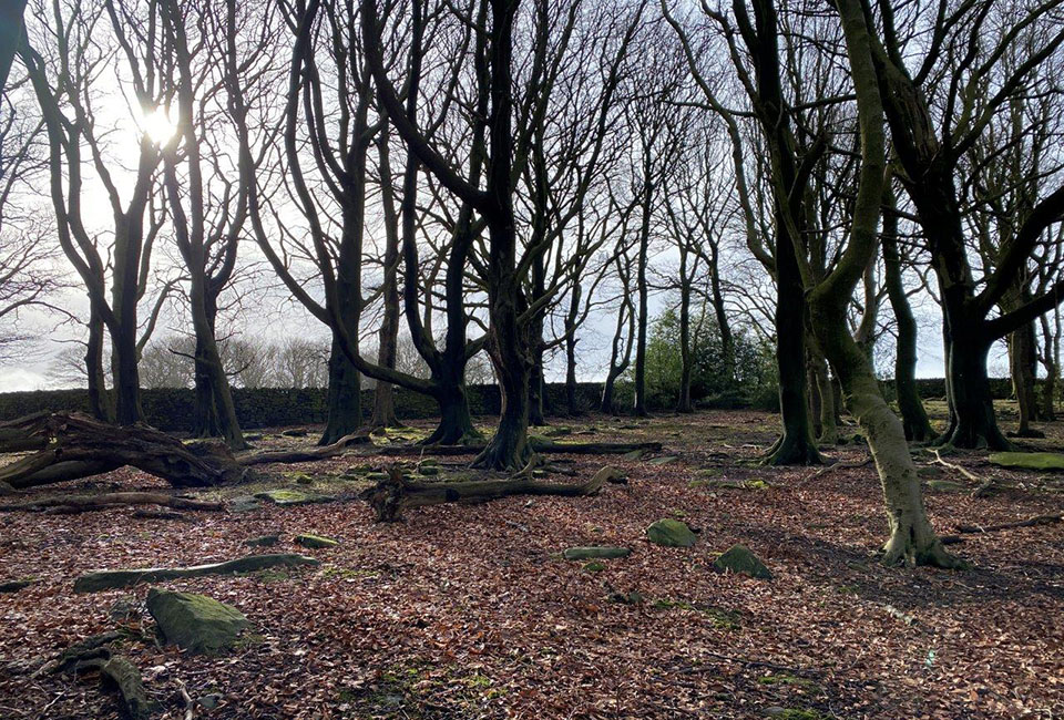 Woodland at Underbank Reservoir