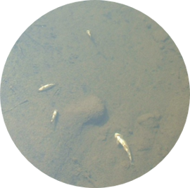 Dead or gasping fish