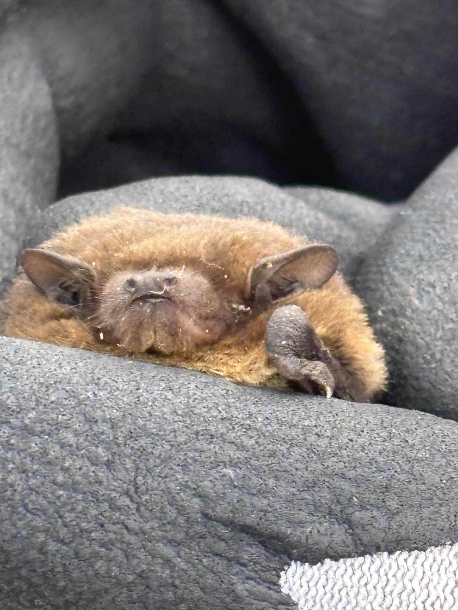 close up of bat being held in gloved hands
