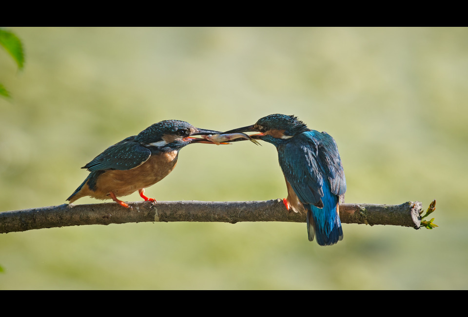 Two kingfishers fighting over a fish. The birds have been spotted nesting at Tophill Low - just near the McBean hide. Photo of kingfisher by Tony Mclean