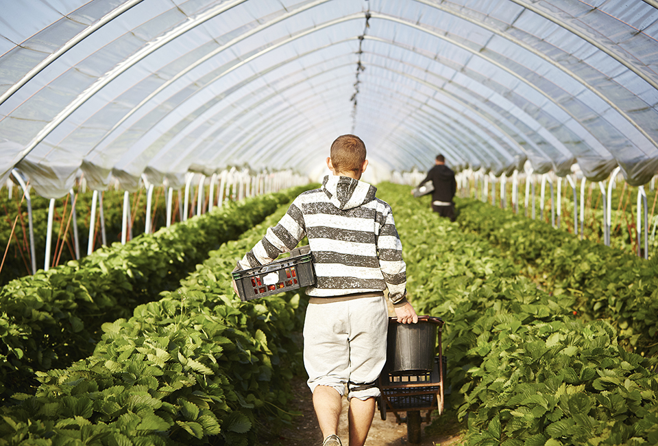 Strawberries Polytunnel