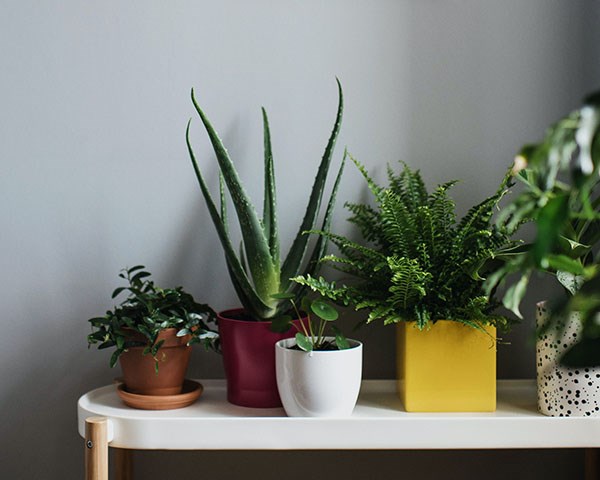 Houseplants