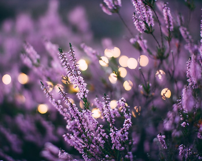 Lavender