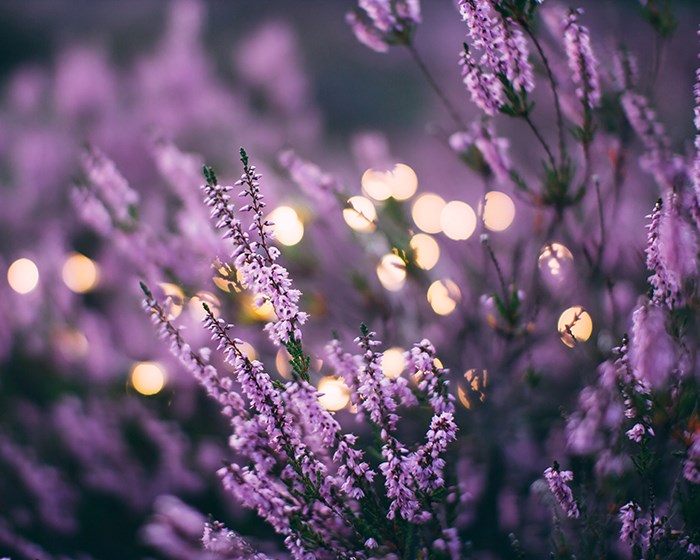 Lavender 