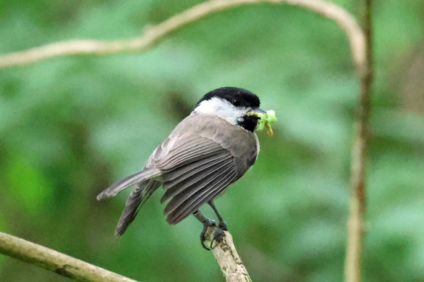 Marsh Tit- Credit Harry Appleyard