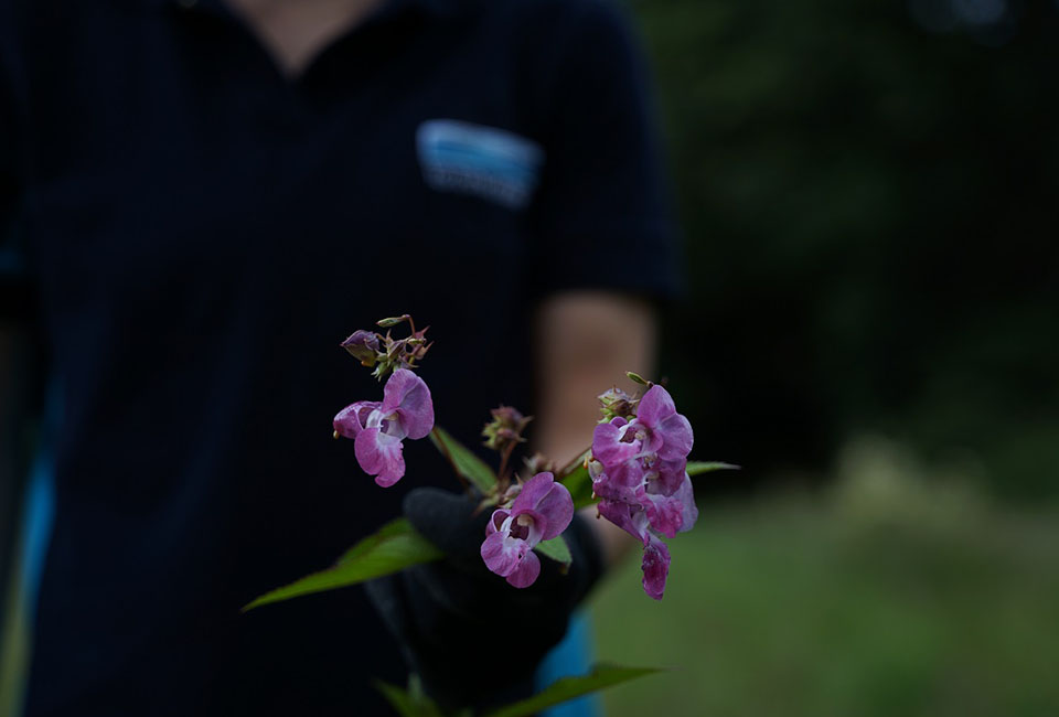 Flowers at reservoir