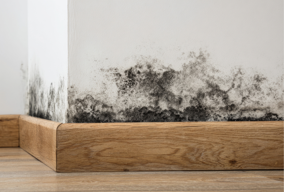 Mould on a wall 