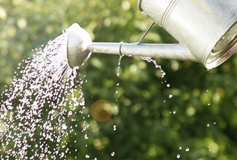 Picture of someone using a watering can - one of Yorkshire Water's saving water tips