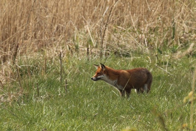 Fox at Tophill Low