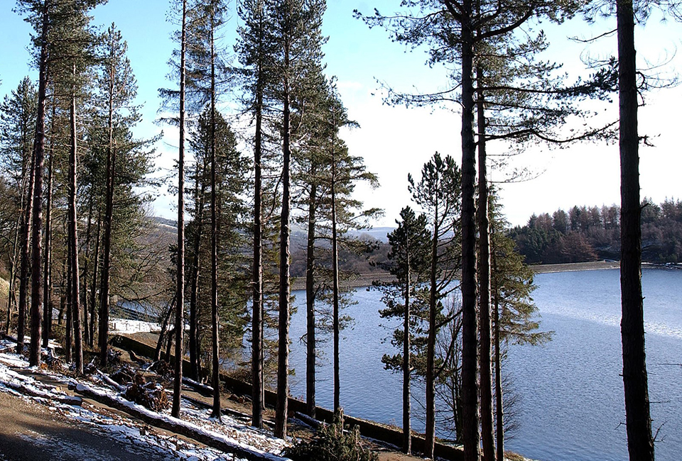 Trees at Langsett Reservoir