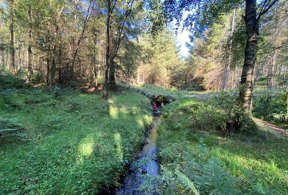 An image of Timble Ings woods 